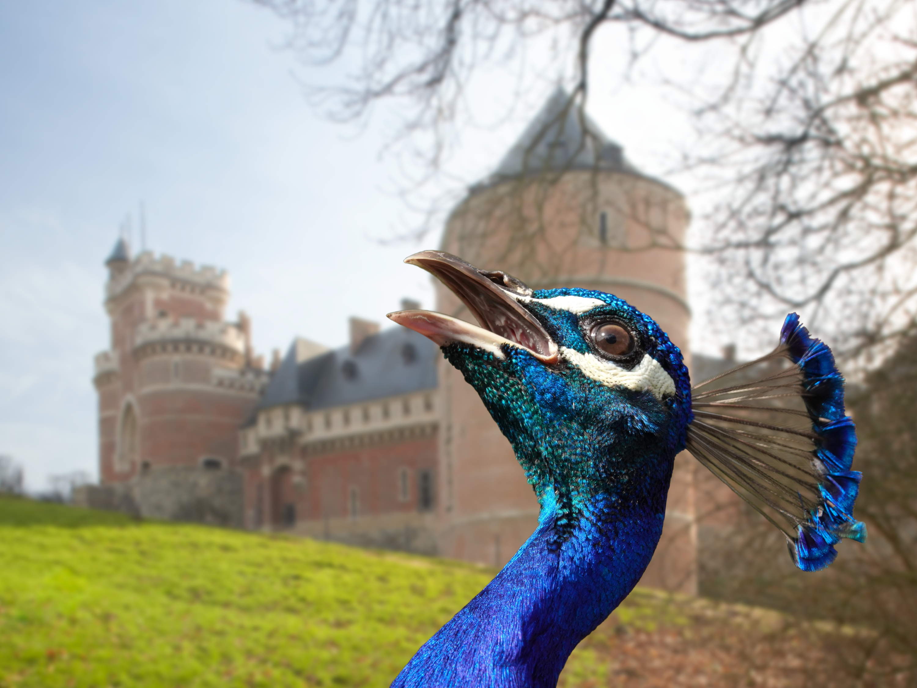 Last Call for Gaasbeek
