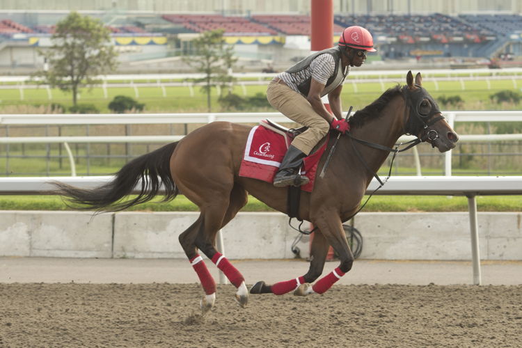 Me and My Shadow training at Woodbine (Michael Burns Photo)