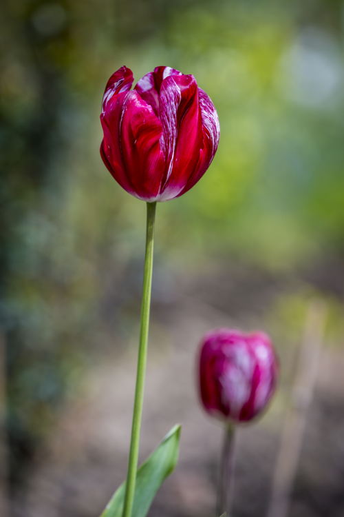 Foto eind april 2024, tulp 'The Lizard' in de tuin van het Rubenshuis, foto Frederik Beyens