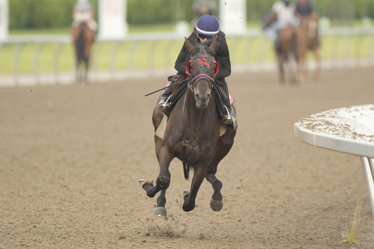 Flysofreeashleeb training at Woodbine (Michael Burns Photo)