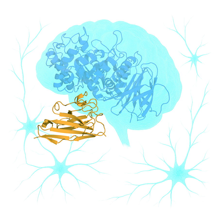 Structure of GCase (blue) in complex with a stabilizing nanobody (yellow).