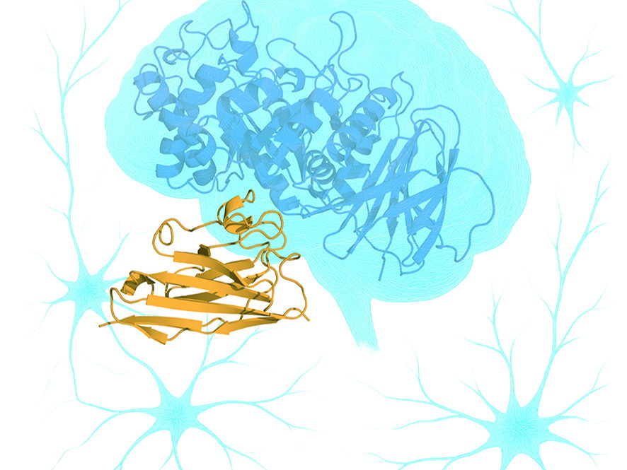 VIB Scientists develop a new strategy to restore enzyme functionality  in Parkinson's disease 
