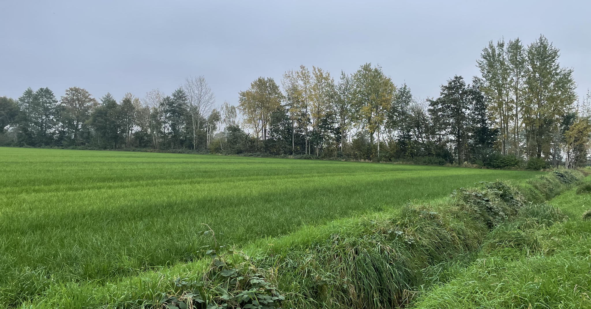 Ruim 23 kilometer nieuwe houtkanten goedgekeurd in derde oproep houtkanten