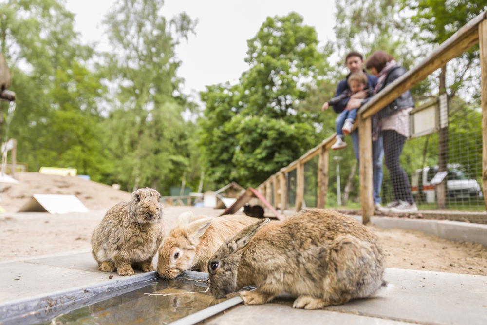 Kaninchen in Landal Rabbit Hill
