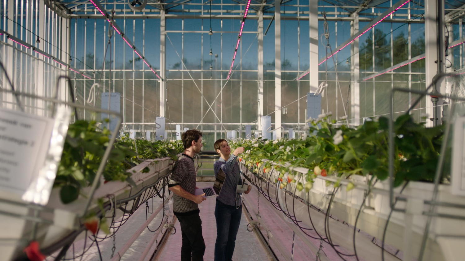 Led farming/ Koppen (c) VRT