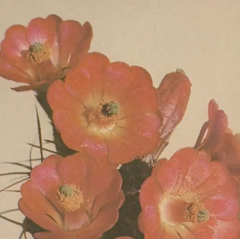 Still from claret cup cactus by Madeline Cass for Flower Gang