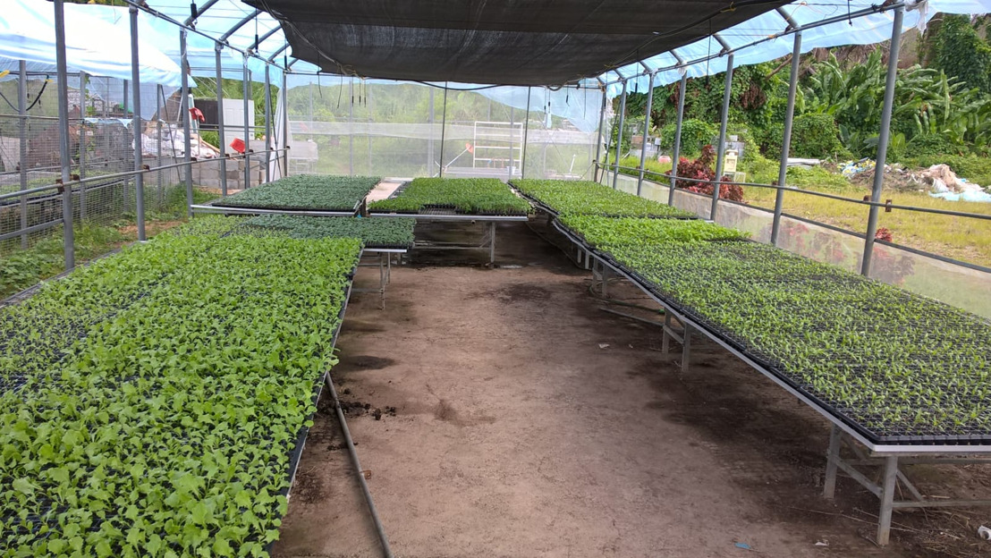 Dominica's Recovery: 130,000 new seedlings and counting...