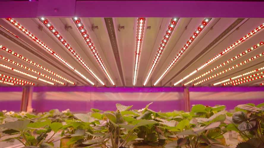 Led farming/ Koppen (c) VRT