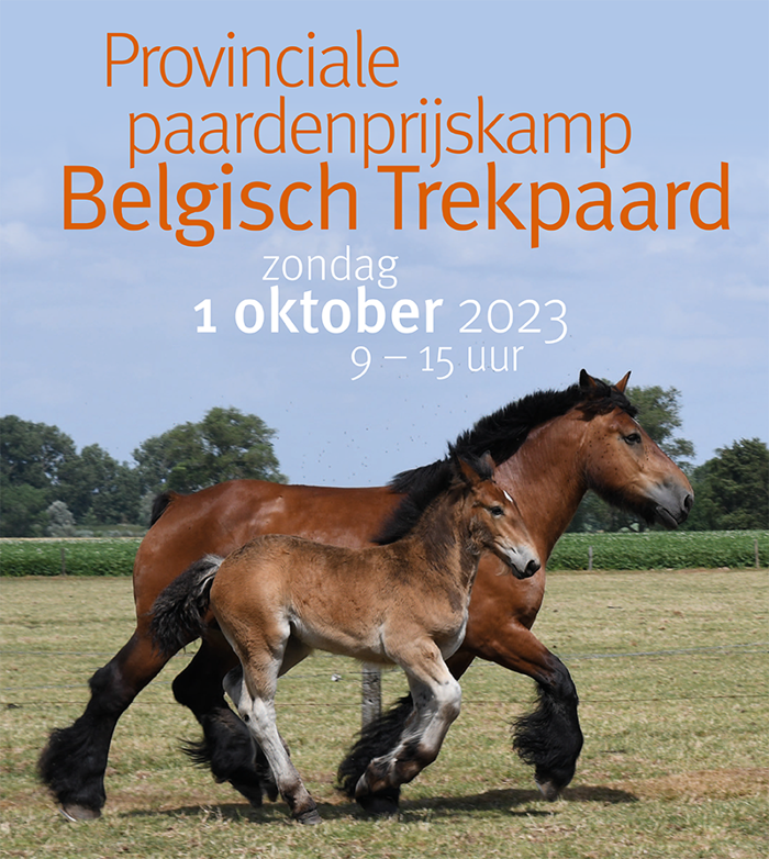 Provinciale prijskamp van het trekpaard in De Brielmeersen