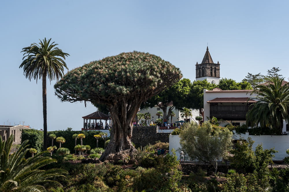 Parque del Drago Icod de los Vinos