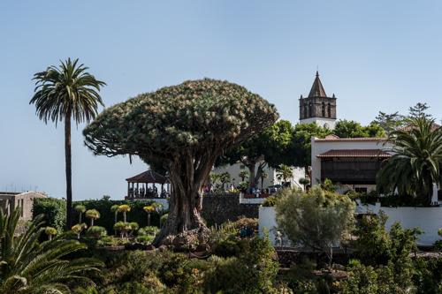 Tenerife het hele jaar groen: 6 x de mooiste tuinen en parken