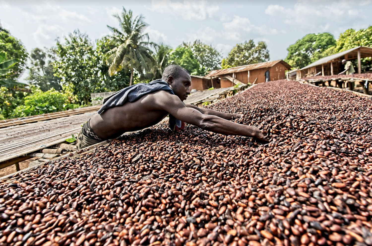 Guylian_Fairtrade cacao 