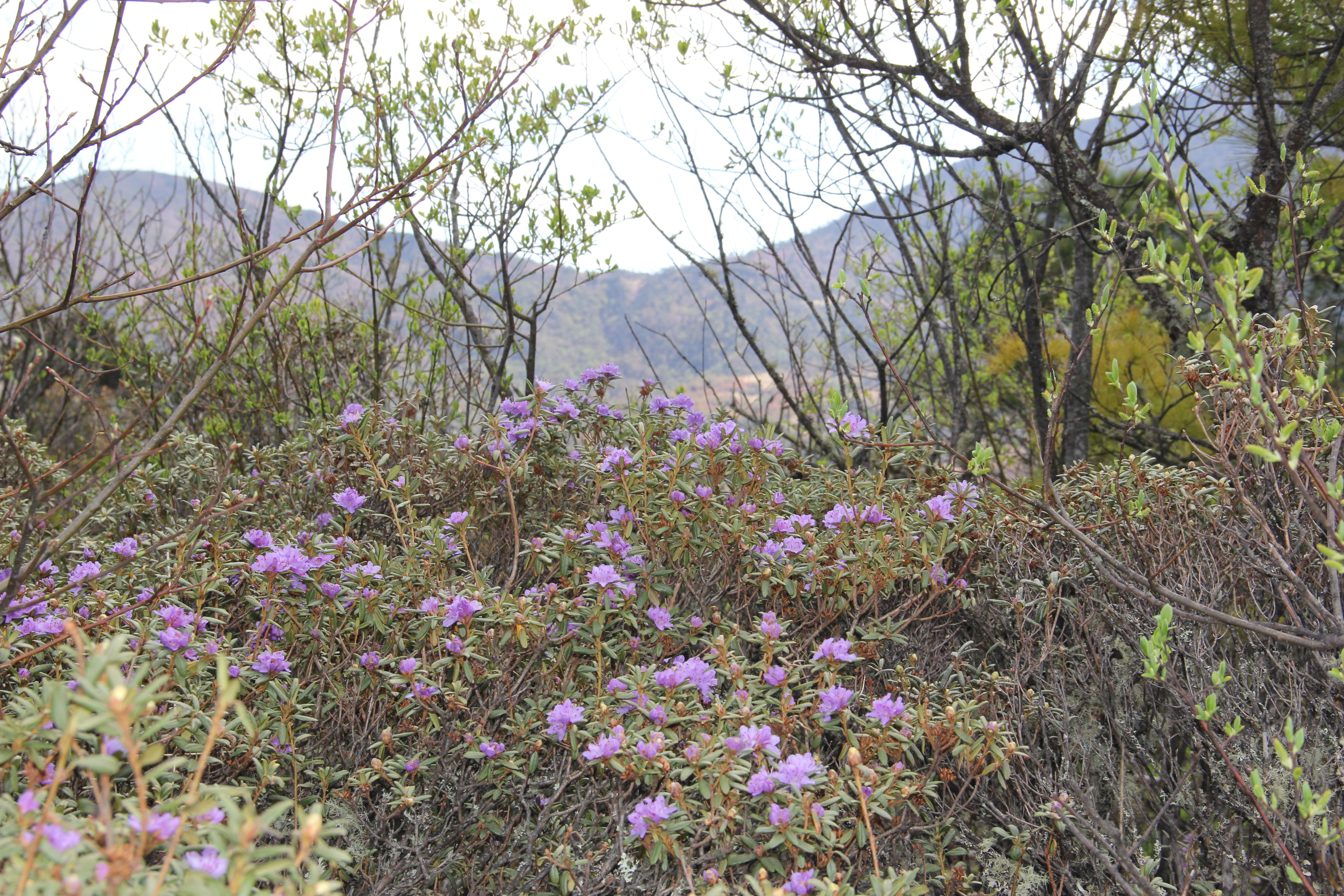 Rododendron