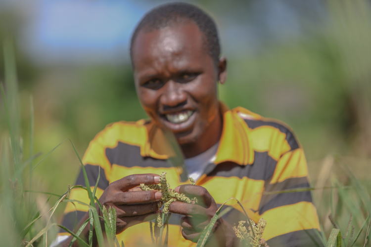 Kenyan farmer harvesting finger millet.