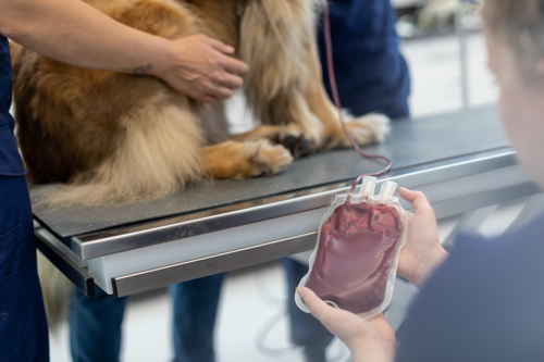 Un chien donne du sang