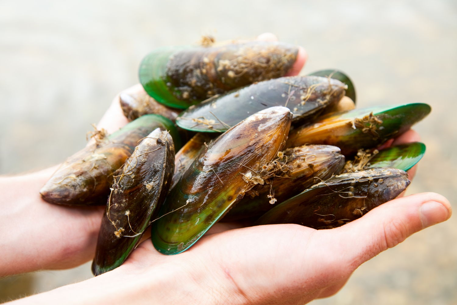 Mosselen eten bij Landal GreenParks
