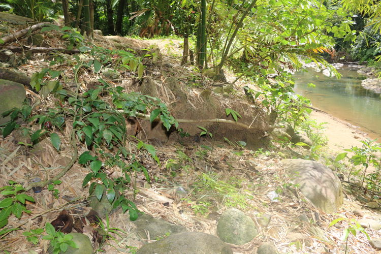 Evidence of soil erosion.