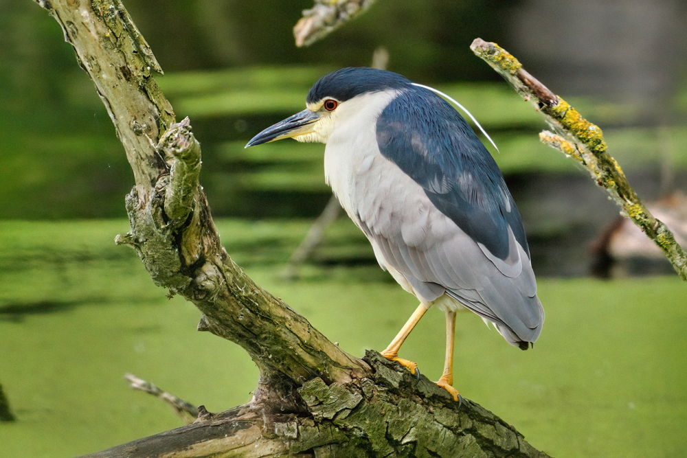 kwak reservaatzone Donkmeer (© Rudi Van Onderbergen)
