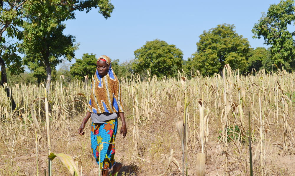 Sorhum production plot post-haverst in Solabougou village in Mali