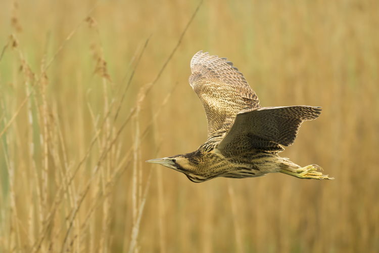 roerdomp - © Benny Vanderhoydonck