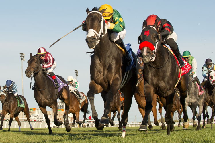 Fashionably Fab and jockey Patrick Husbands winning the Eternal Search Stakes on October 22, 2023 at Woodbine (Michael Burns Photo)