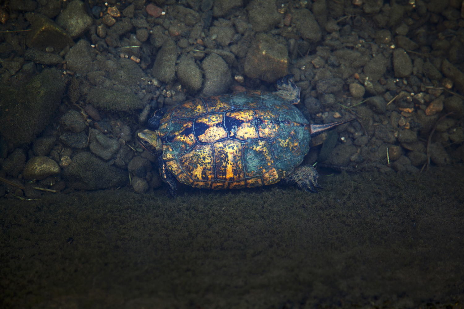 08 De Eerste Ontmoeting Met De Schildpad Kami Aan De Kamo Rivier In Kyoto Foto
