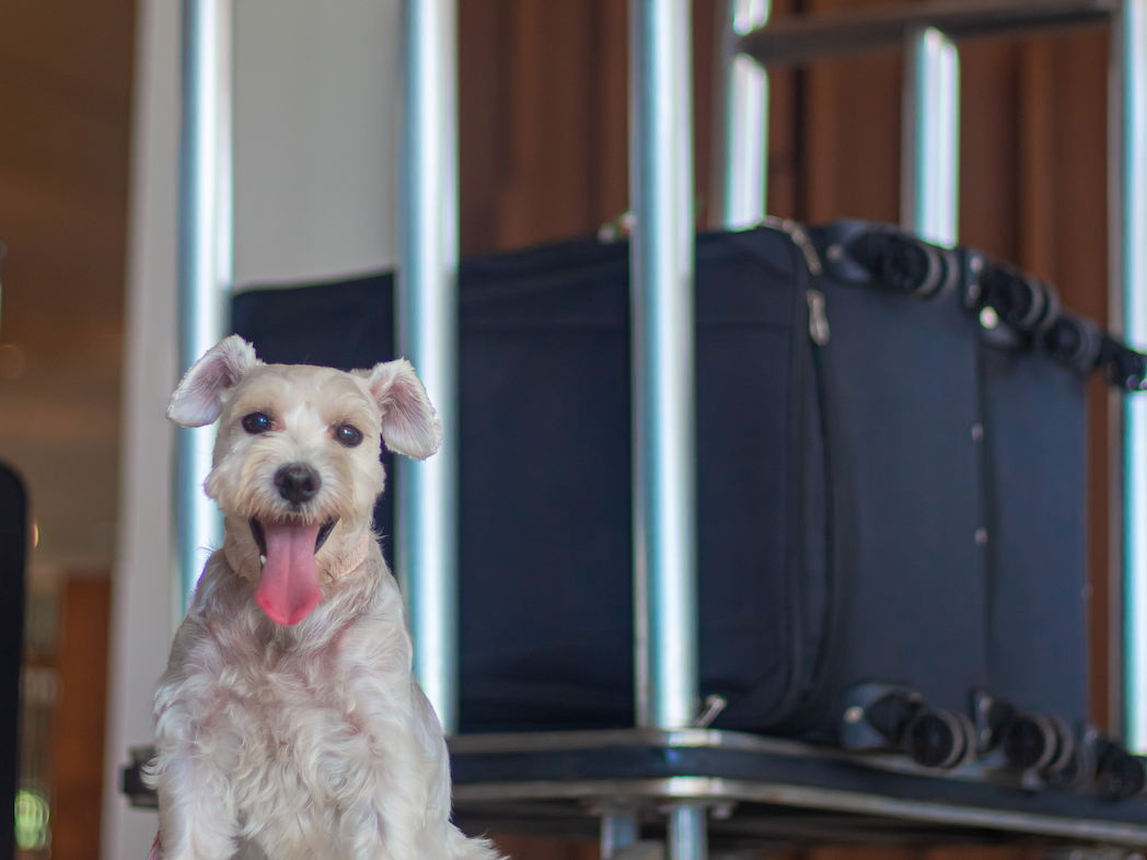 Día Mundial del Perro: Lo que debes saber antes de viajar con él y disfrutar de unas vacaciones sin estrés
