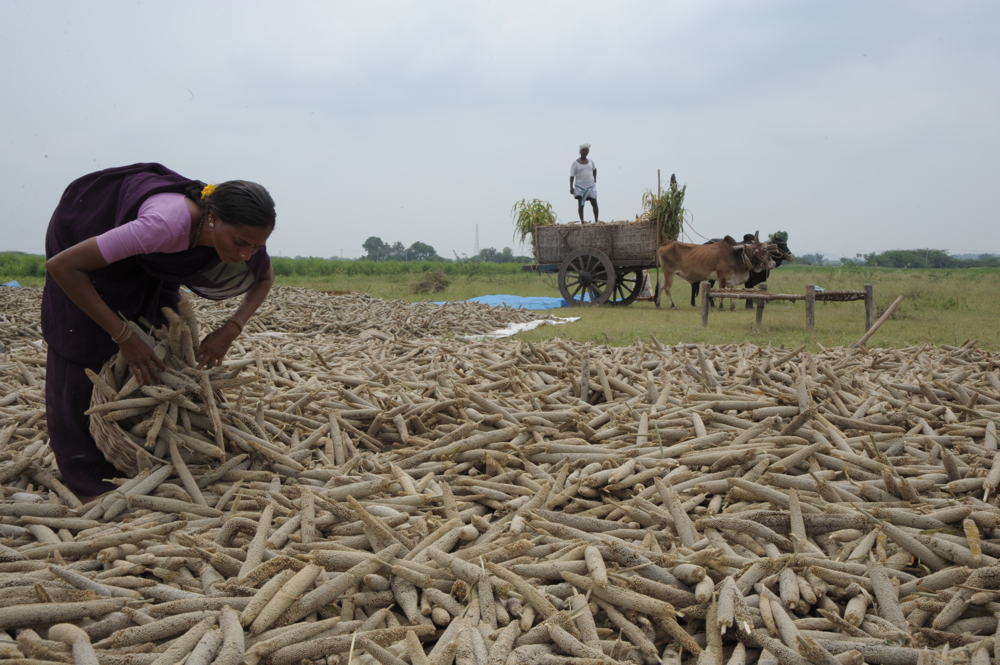 File image of a pearl millet farmer in Ananantpur, Andhra Pradesh.