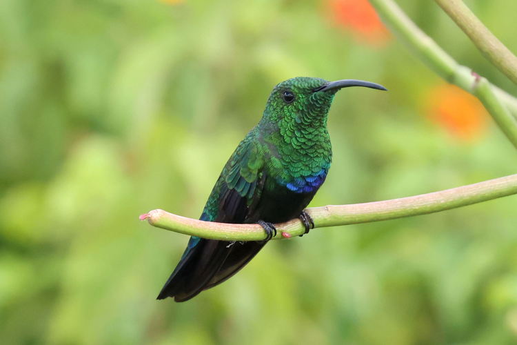 Green Throated Carib