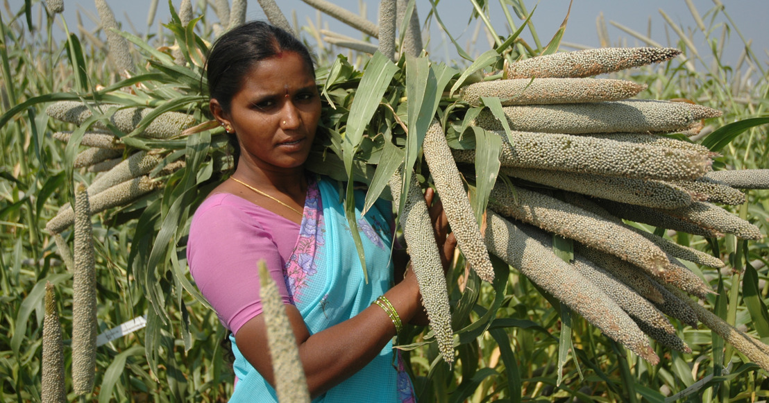 Climate Change Sparks Changes in India's Pearl Millet Farming Zones: New Study 