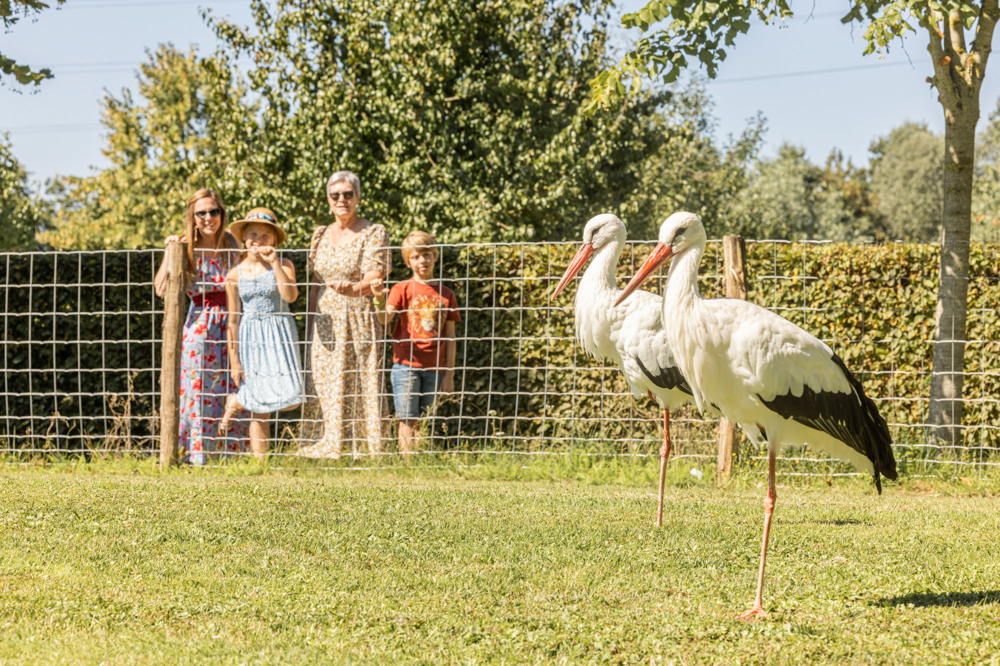 De Brielmeersen ooievaarwandeling