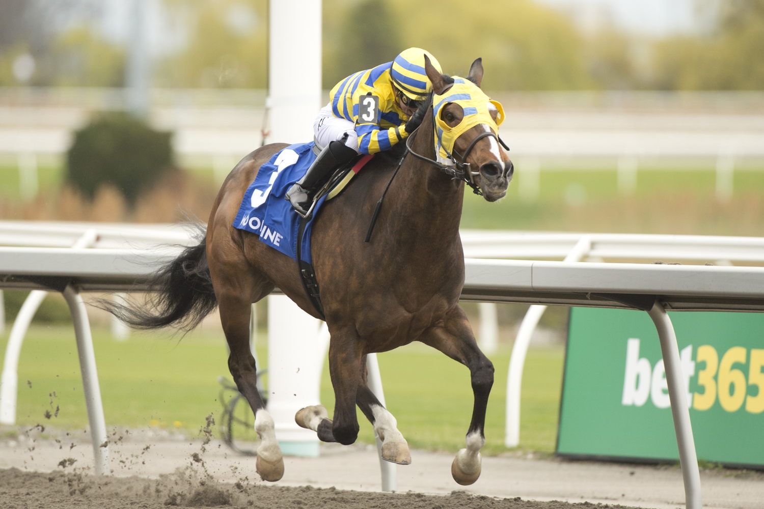 Patches O’Houlihan winning the Thorncliffe Stakes on May 4, 2025 at Woodbine (Michael Burns Photo)