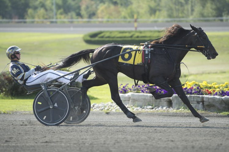 Forbidden Trade and Bob McClure qualifying in 2019 at Woodbine Mohawk Park. (Michael Burns Photo)