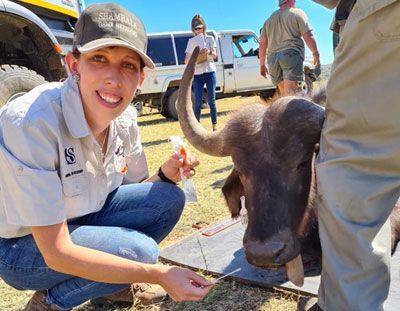 Dr Charlene Clarke taking samples from buffaloes.