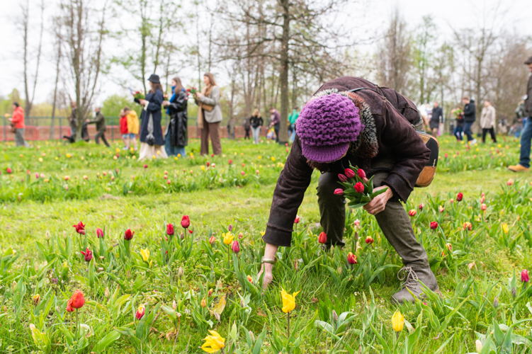 Tulpenpluk © Wim Hadermann
