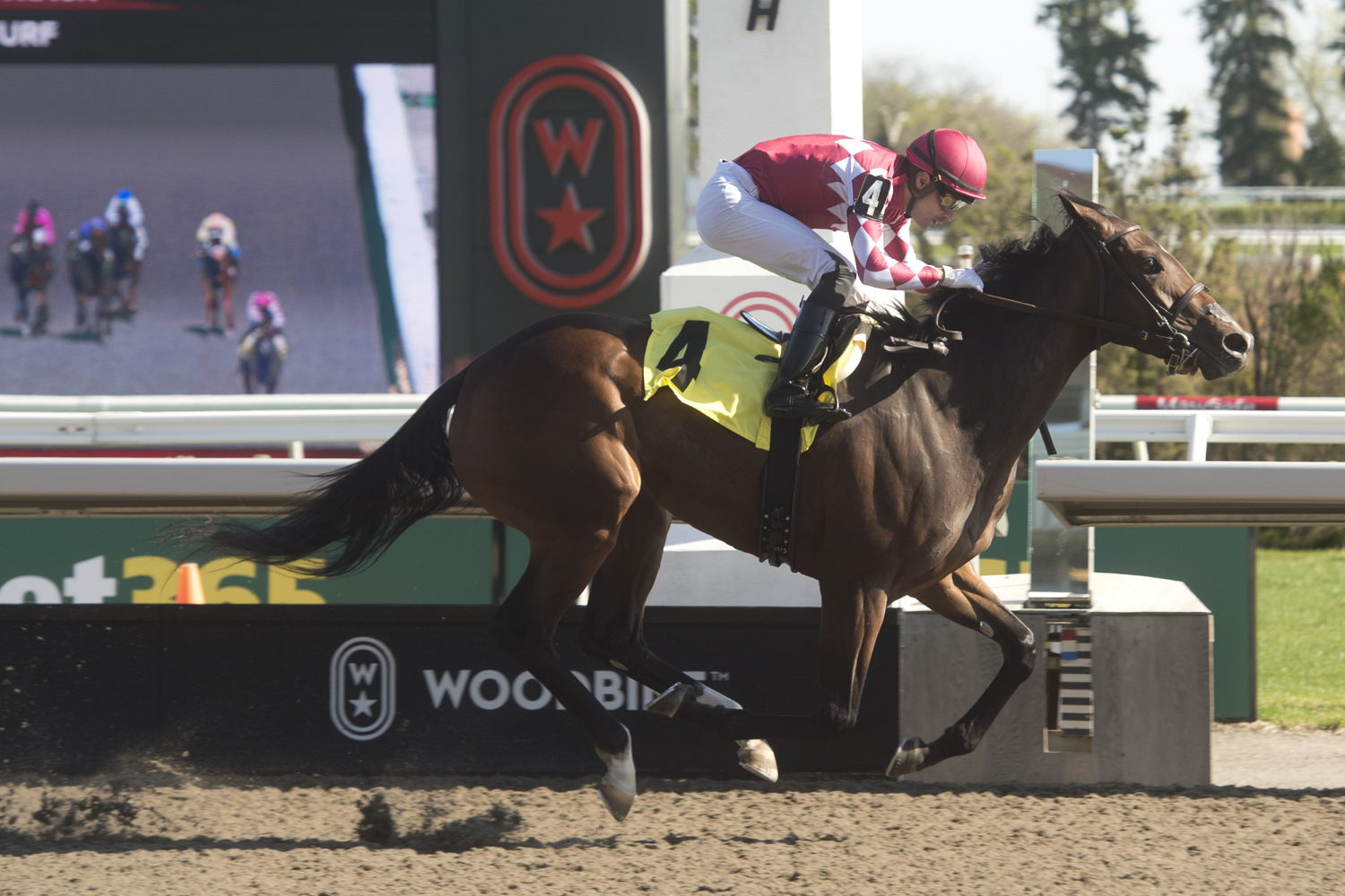 Shifty and jockey Sahin Civaci winning Race 8 on May 11, 2025 at Woodbine (Michael Burns Photo)