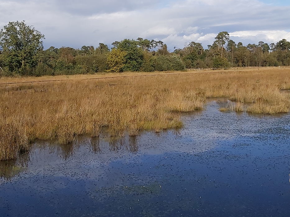 Blue Deal werken in Muizenput, de Ronde Put en Kommiezenheide geven Europese topnatuur extra boost