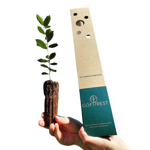 Tree in a branded box