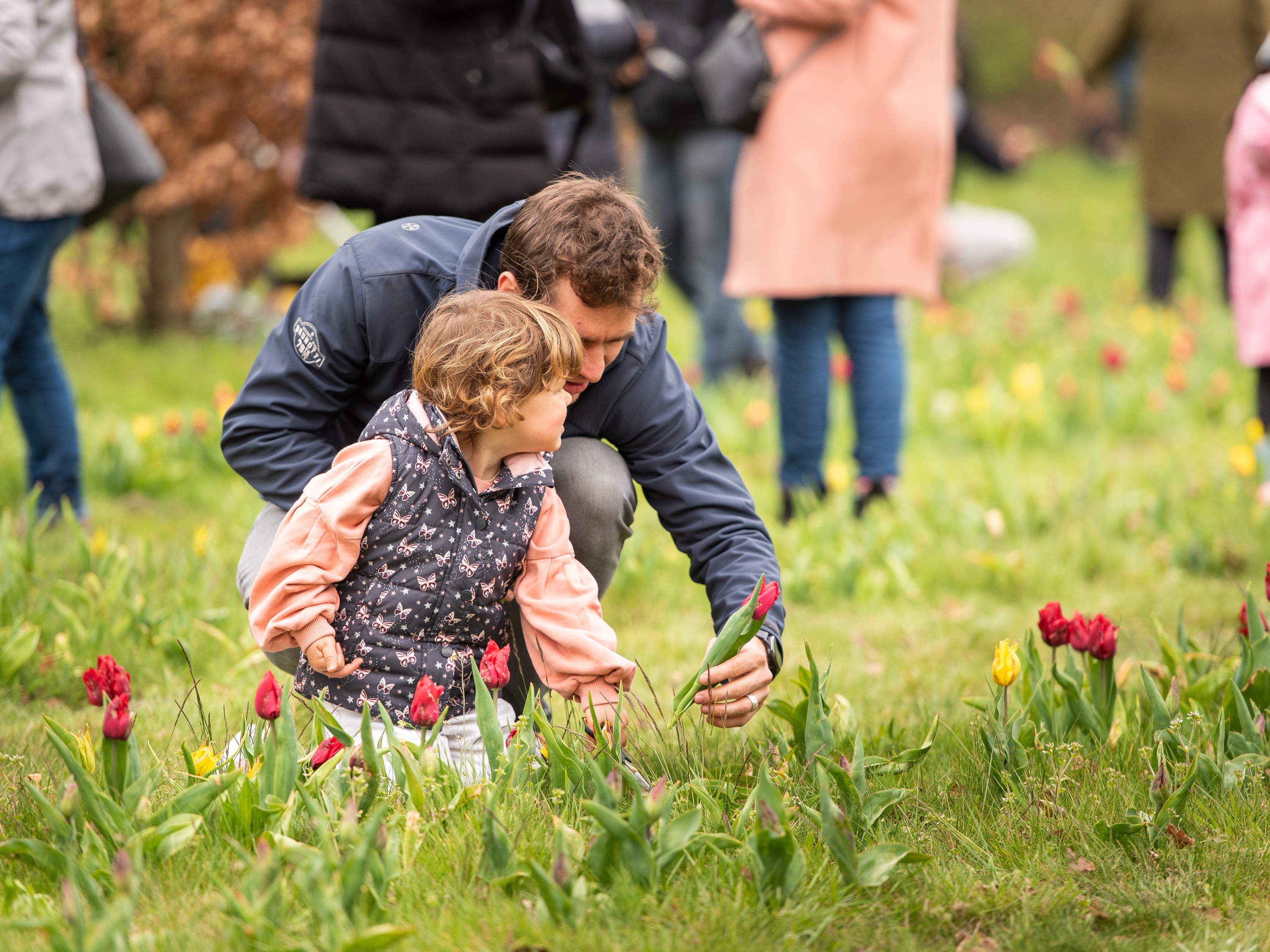 Zevende editie Tulpenpluk in Berendrecht op maandag 21 april 