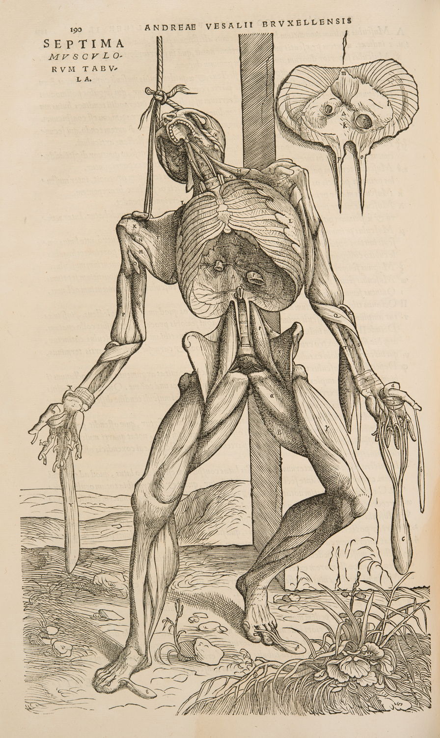 André Vésale, De Humani Corporis Fabrica Libri Septem, Bâle, 1543 © KU Leuven, Bibliothèque universitaire, inv. CaaC17 – Bruno Vandermeulen.