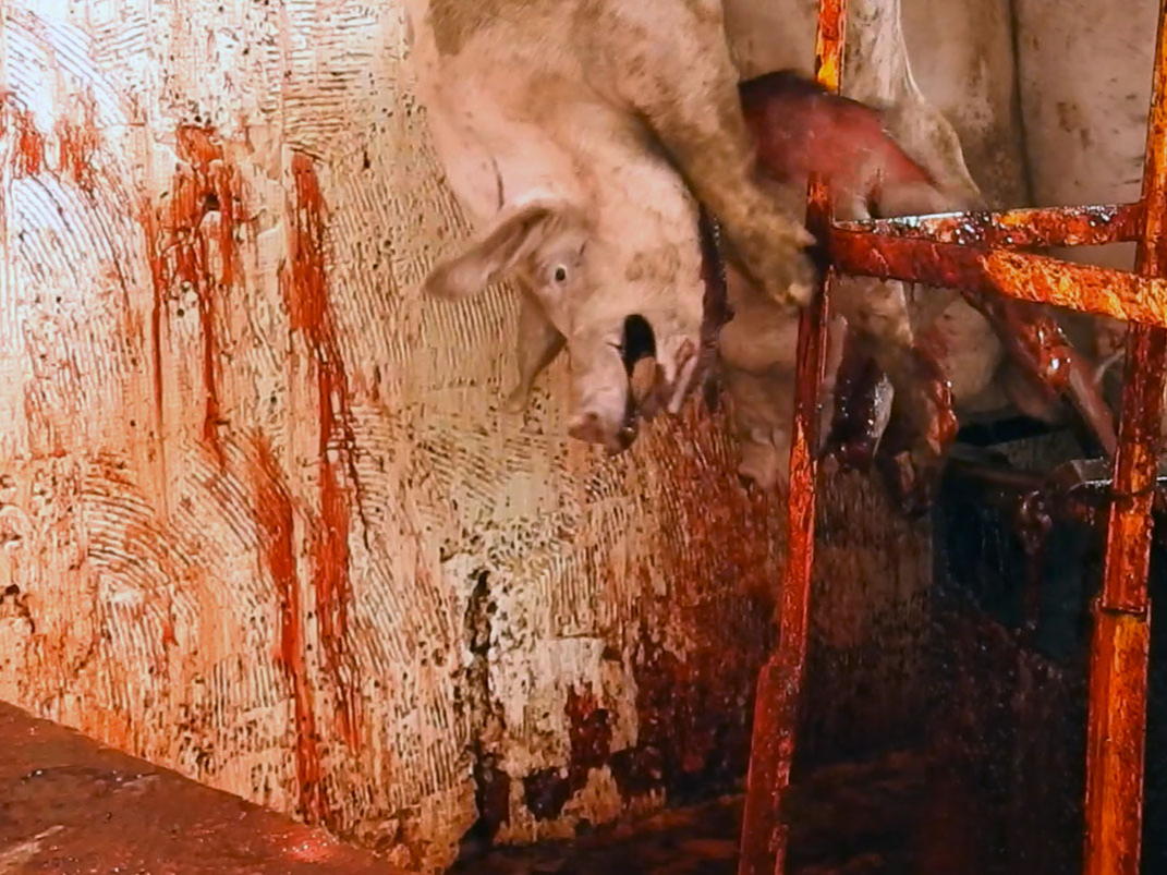 Mercy for Animals exhorta al Congreso a poner fin a la crueldad animal