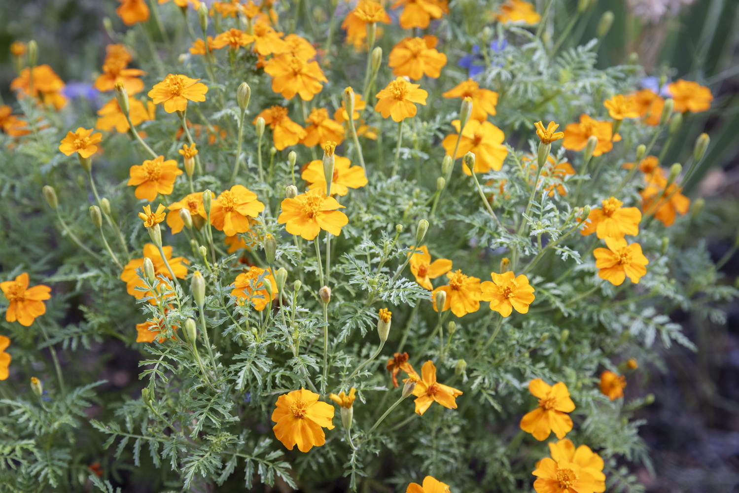 Tuin Rubenshuis, detail tagetes, foto Ans Brys