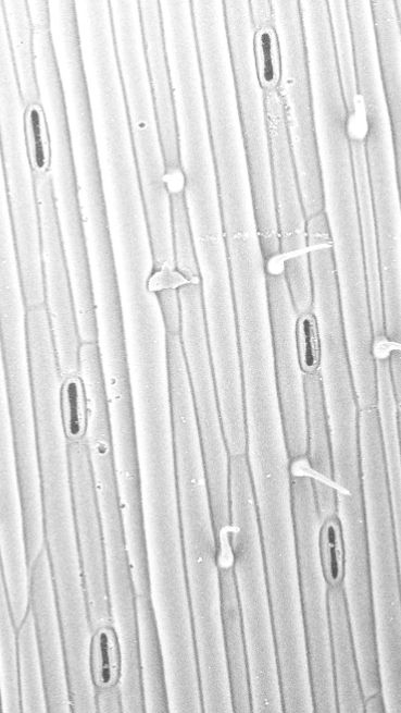 Open stomata in a wheat plant at high temperatures