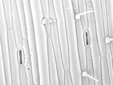 New insights in plant response to high temperatures and drought