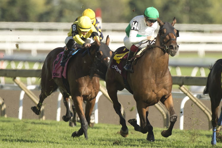 Truly Quality and jockey Vincent Cheminaud winning the HPIbet Singspiel Stakes (G3) on October 5, 2024 at Woodbine (Michael Burns Photo)