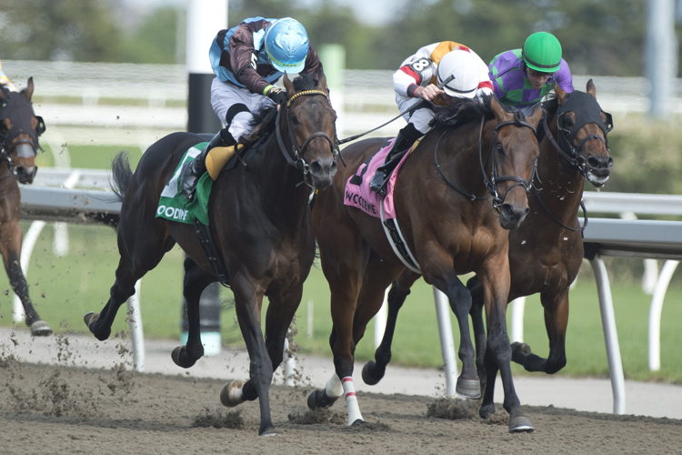 Twin City and jockey Gary Boulanger winning the King Corrie Stakes on May 21, 2023 at Woodbine (Michael Burns Photo)