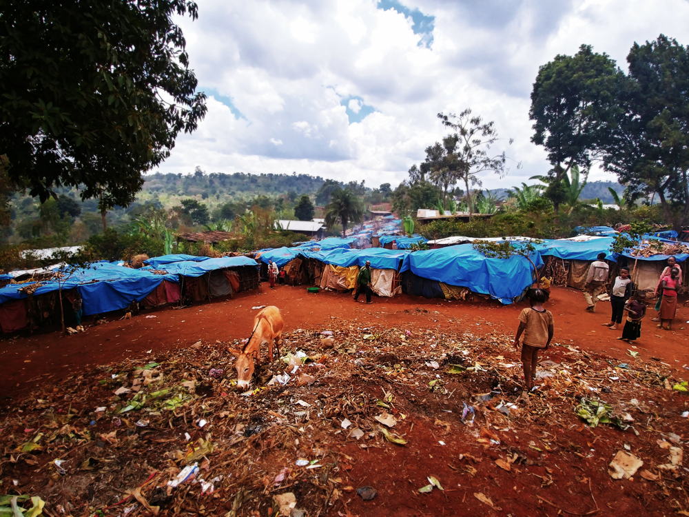 A donkey eats from a waste site at an IDP camp in Gedeo, in the SNNPR region of south Ethiopia. Copyright: Markus Boening/MSF