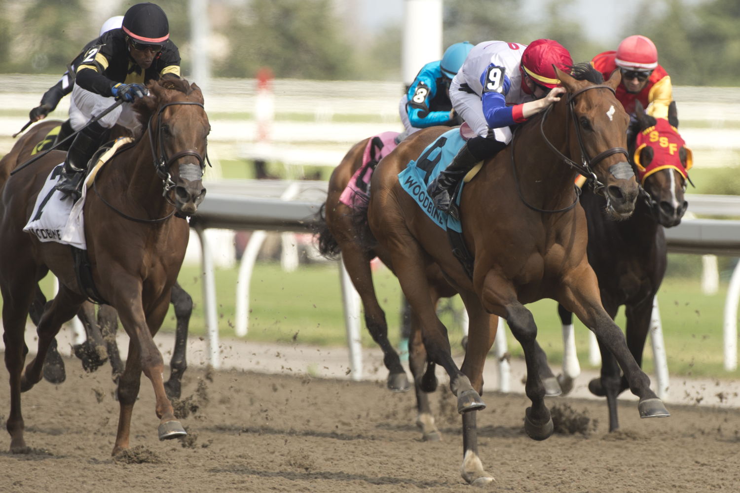 Sir for Sure and Declan Carroll in the Plate Trials at Woodbine. (Michael Burns Photo)