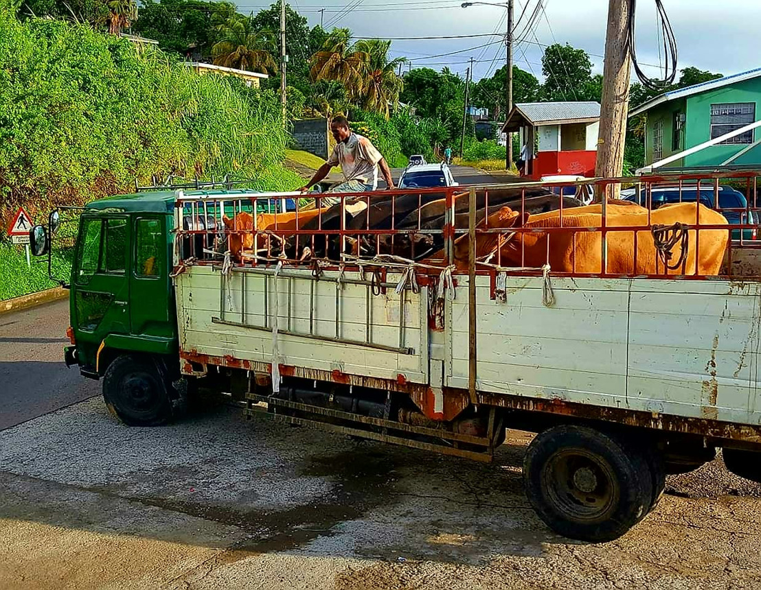 Saint Vincent and the Grenadines increases export of livestock in 2019