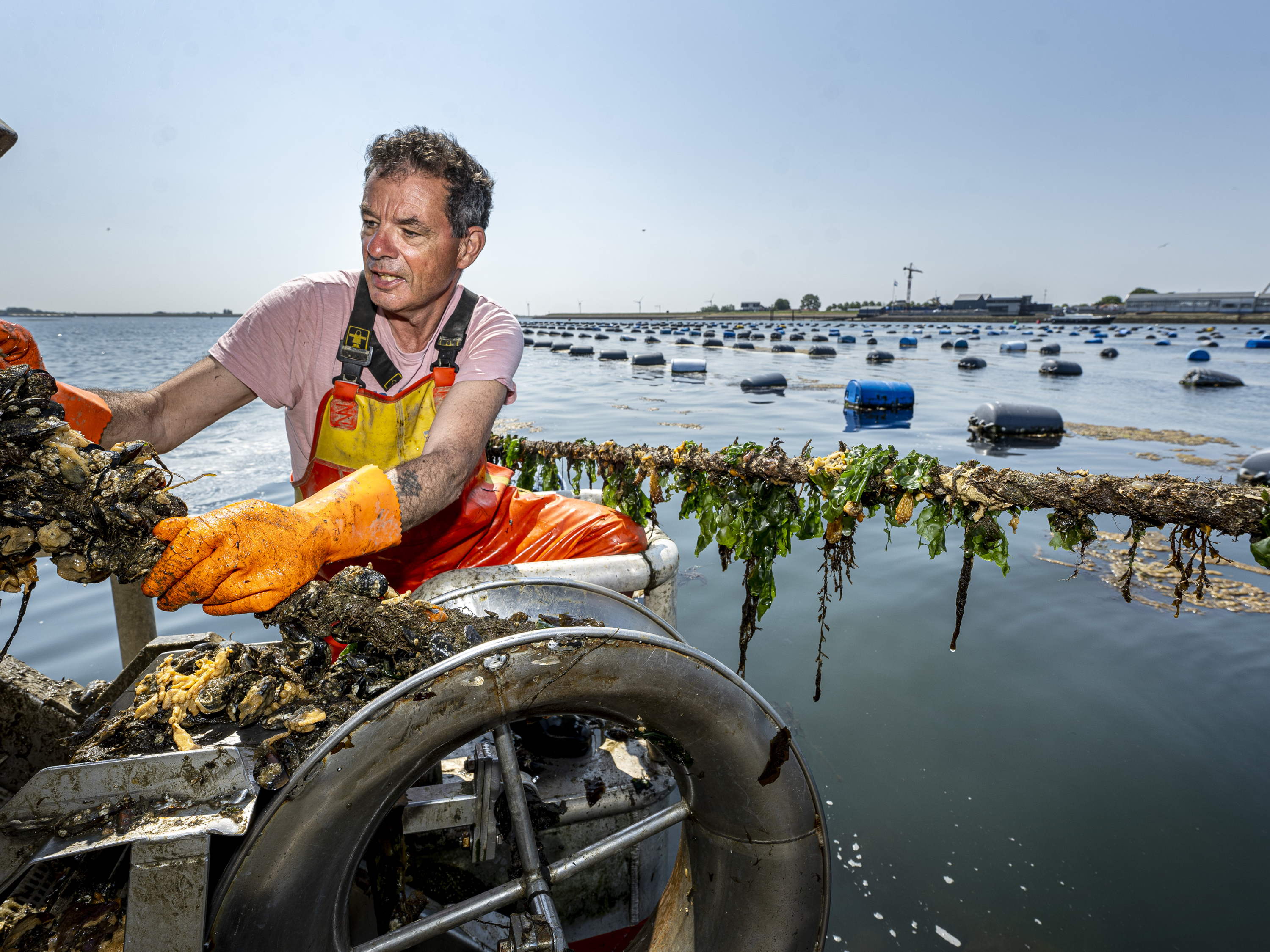 De eerste Zeeuwse hangcultuurmosselen zijn geoogst